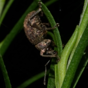 Phlyctinus callosus at WendyM's farm at Freshwater Ck. - 6 Jun 2024 10:30 PM