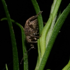 Phlyctinus callosus at WendyM's farm at Freshwater Ck. - 6 Jun 2024 10:30 PM