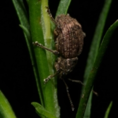 Phlyctinus callosus at WendyM's farm at Freshwater Ck. - 6 Jun 2024 10:30 PM