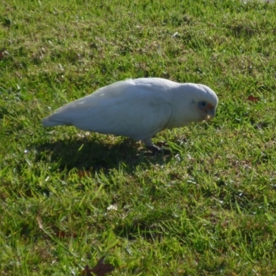 Cacatua sanguinea (Little Corella) at Waurn Ponds, VIC - 7 Jun 2024 by WendyEM