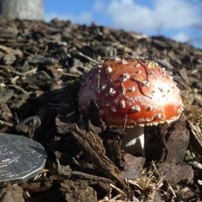 Amanita muscaria (Fly Agaric) at Waurn Ponds, VIC - 7 Jun 2024 by WendyEM