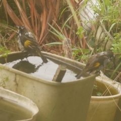 Phylidonyris novaehollandiae (New Holland Honeyeater) at WendyM's farm at Freshwater Ck. - 8 Jun 2024 by WendyEM