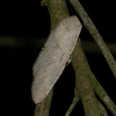 Poecilasthena scoliota at WendyM's farm at Freshwater Ck. - 10 Jun 2024 10:23 PM