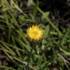 Coronidium scorpioides (Button Everlasting) at Glen Allen, NSW - 18 Jan 2024 by AlisonMilton