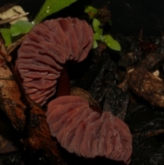 Unidentified Uncategorised Fungi at WendyM's farm at Freshwater Ck. - 15 Jun 2024 by WendyEM