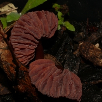 Unidentified Uncategorised Fungi at WendyM's farm at Freshwater Ck. - 15 Jun 2024 by WendyEM