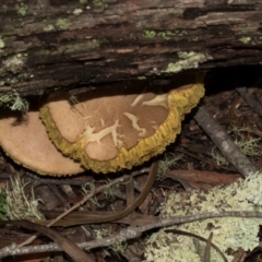 Unidentified Shelf-like to hoof-like & usually on wood at Nunnock Swamp - 18 Jan 2024 by AlisonMilton