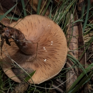 Lactarius eucalypti at South East Forest National Park - 18 Jan 2024