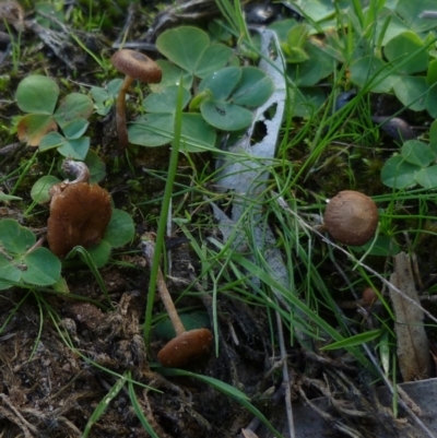 Unidentified Cap on a stem; gills below cap [mushrooms or mushroom-like] at WendyM's farm at Freshwater Ck. - 16 Jun 2024 by WendyEM