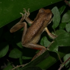 Litoria ewingii (Ewing's Tree Frog) at WendyM's farm at Freshwater Ck. - 20 Jun 2024 by WendyEM