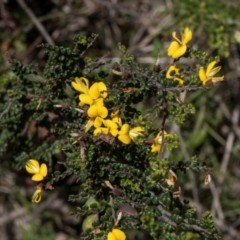 Bossiaea foliosa (Leafy Bossiaea) at Glen Allen, NSW - 18 Jan 2024 by AlisonMilton