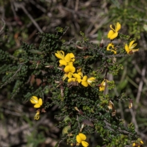 Bossiaea foliosa at Glen Allen, NSW - 18 Jan 2024 10:37 AM