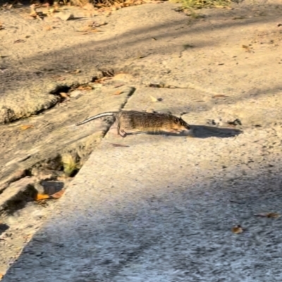 Hydromys chrysogaster (Rakali or Water Rat) at Dunlop, ACT - 21 Apr 2023 by Uxi