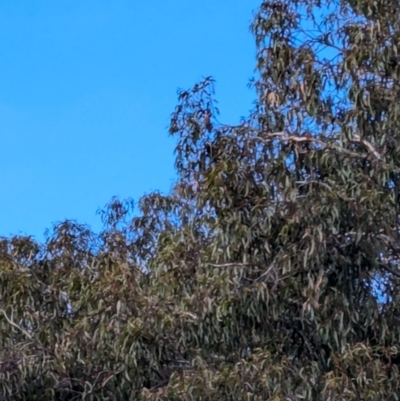 Callocephalon fimbriatum (Gang-gang Cockatoo) at Forrest, ACT - 1 Jul 2024 by JamesB