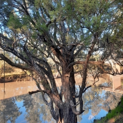 Melaleuca trichostachya at Weribone, QLD - 2 Jul 2024 by MB