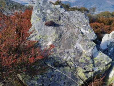 Antechinus sp. (genus) (Unidentified Antechinus) at Namadgi National Park - 22 Jun 2024 by Ed