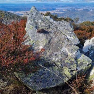 Pseudomys fumeus at Namadgi National Park - 22 Jun 2024 by Ed