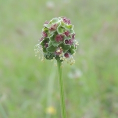 Sanguisorba minor (Salad Burnet, Sheep's Burnet) at Tuggeranong Hill - 7 Jan 2024 by michaelb