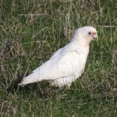 Cacatua tenuirostris X sanguinea (Long-billed X Little Corella (Hybrid)) at Freshwater Creek, VIC - 2 Jun 2024 by WendyEM