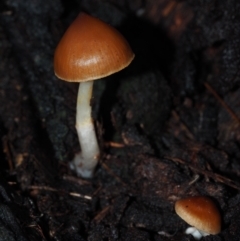 Cortinarius sp. (Cortinarius) at Dalmeny, NSW - 3 Jul 2024 by Bushrevival