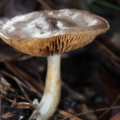 Cortinarius sp. (Cortinarius) at BA124 - 3 Jul 2024 by Bushrevival