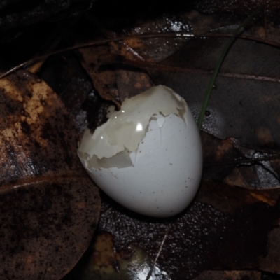 Unidentified Bird at BA124 - 3 Jul 2024 by Bushrevival