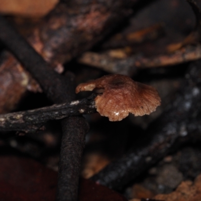 Unidentified Fungus at BA124 - 3 Jul 2024 by Bushrevival