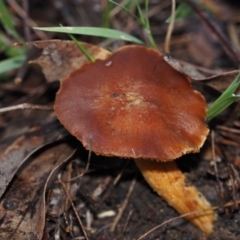 Cortinarius sp. at BA124 - 3 Jul 2024 by Bushrevival