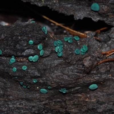 Chlorociboria species (Green Stain Elf Cups) at Dalmeny, NSW - 3 Jul 2024 by Bushrevival