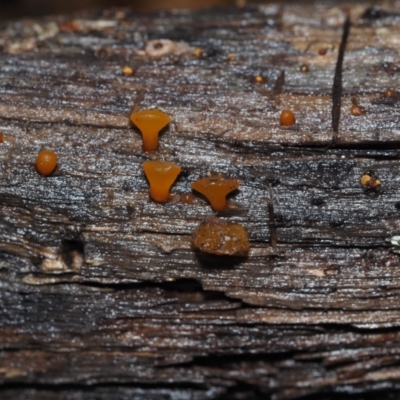 Heterotextus peziziformis (Golden Jelly Bells) at BA124 - 3 Jul 2024 by Bushrevival