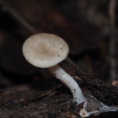 Clitocybe s.l. at Dalmeny, NSW - 3 Jul 2024 by Bushrevival