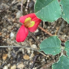 Kennedia prostrata (Running Postman) at South Pacific Heathland Reserve - 3 Jul 2024 by Clarel