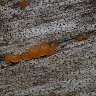 Tremella sp. (Tremella) at Dalmeny, NSW - 3 Jul 2024 by Bushrevival