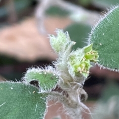 Xanthosia pilosa (Woolly Xanthosia) at South Pacific Heathland Reserve - 3 Jul 2024 by Clarel