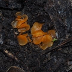 Aleuria sp. (genus) (An Orange peel fungus) at BA124 - 3 Jul 2024 by Bushrevival