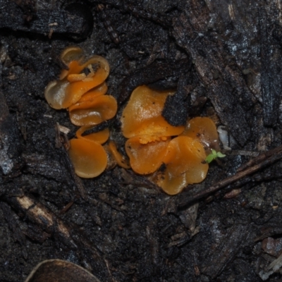 Aleuria sp. (genus) (An Orange peel fungus) at BA124 - 3 Jul 2024 by Bushrevival