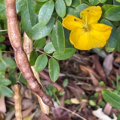 Senna pendula var. glabrata (Easter Cassia) at Red Head Villages Bushcare - 3 Jul 2024 by Clarel