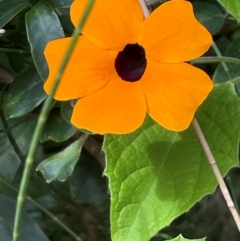 Thunbergia alata (Black-eyed Susan) at Red Head Villages Bushcare - 3 Jul 2024 by Clarel