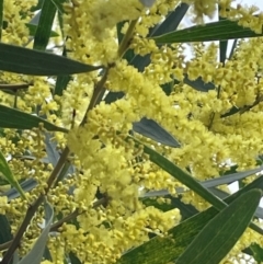 Acacia longifolia subsp. longifolia (Sydney Golden Wattle) at Red Head Villages Bushcare - 3 Jul 2024 by Clarel