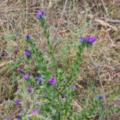 Echium plantagineum (Paterson's Curse) at Isaacs Ridge - 3 Jul 2024 by Mike