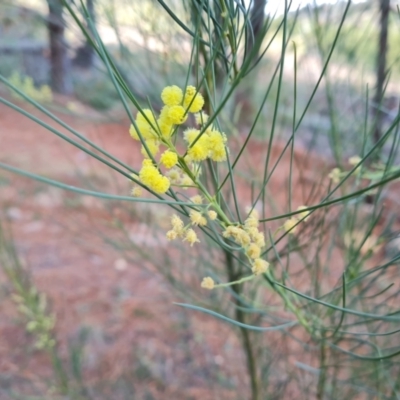 Acacia subulata at Isaacs, ACT - 3 Jul 2024 by Mike