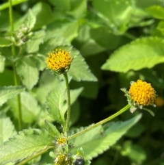 Bidens pilosa (Cobbler's Pegs, Farmer's Friend) at Red Head Villages Bushcare - 3 Jul 2024 by Clarel