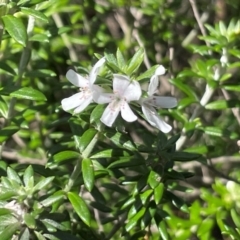 Westringia fruticosa (Native Rosemary) at Red Head Villages Bushcare - 3 Jul 2024 by Clarel