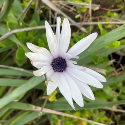 Dimorphotheca ecklonis (South African Daisy) at Red Head Villages Bushcare - 3 Jul 2024 by Clarel