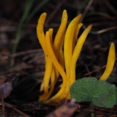 Clavulinopsis amoena (Yellow club) at Dalmeny, NSW - 3 Jul 2024 by Bushrevival