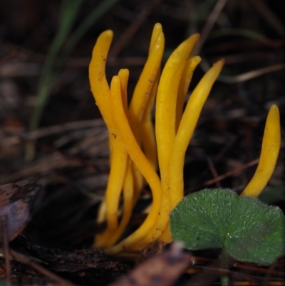 Clavulinopsis amoena (Yellow club) at Dalmeny, NSW - 3 Jul 2024 by Bushrevival