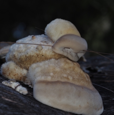 Polypore sp. at BA124 - 3 Jul 2024 by Bushrevival