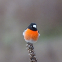 Petroica boodang (Scarlet Robin) at Isaacs Ridge and Nearby - 3 Jul 2024 by Mike