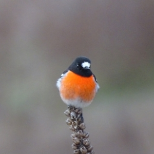 Petroica boodang at Isaacs Ridge and Nearby - 3 Jul 2024 04:01 PM