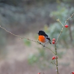 Petroica boodang at Isaacs Ridge and Nearby - 3 Jul 2024 04:01 PM